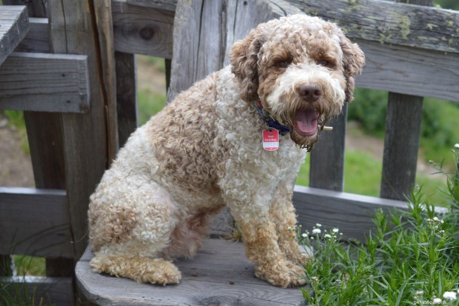 Lagotto Romagnolo: A Comprehensive Guide to Traits, Care, and Truffle‑Hunting Heritage