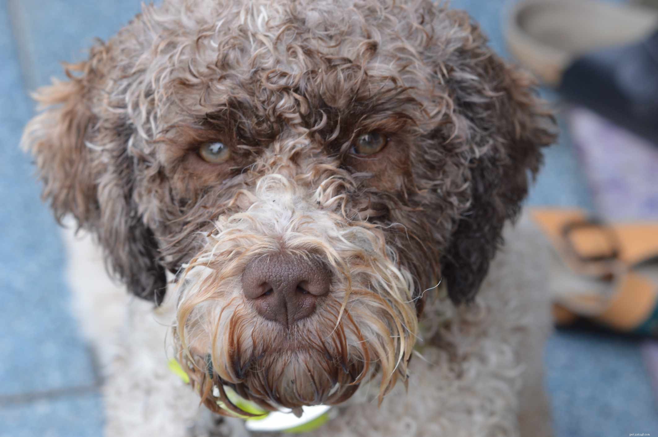 Lagotto Romagnolo: A Comprehensive Guide to Traits, Care, and Truffle‑Hunting Heritage