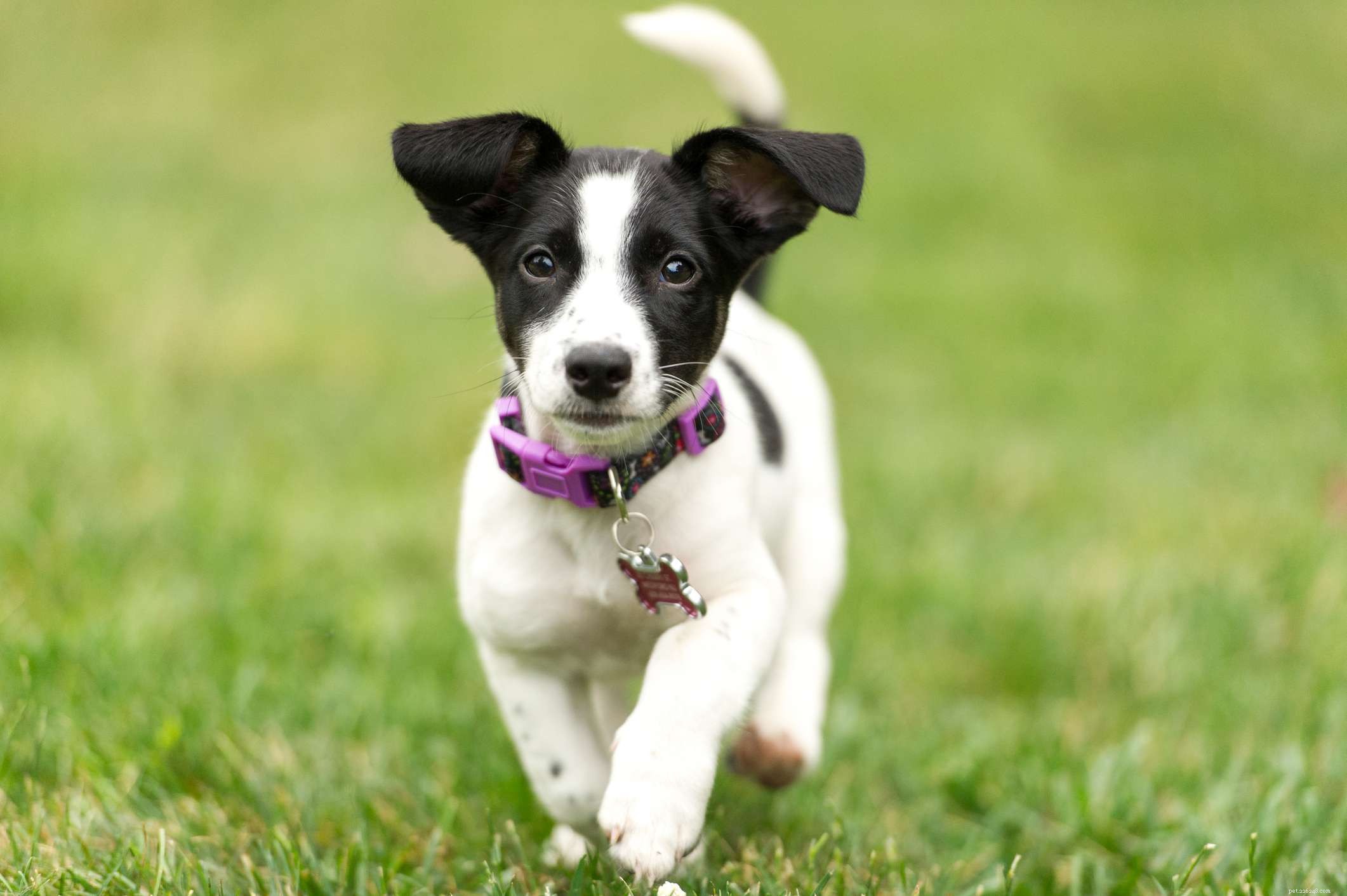 Jack Russell Terrier: Comprehensive Guide to Breed Traits, Training & Care