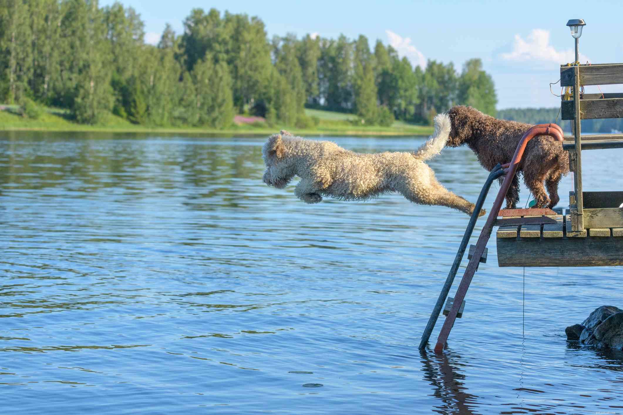 Lagotto Romagnolo: A Comprehensive Guide to Traits, Care, and Truffle‑Hunting Heritage