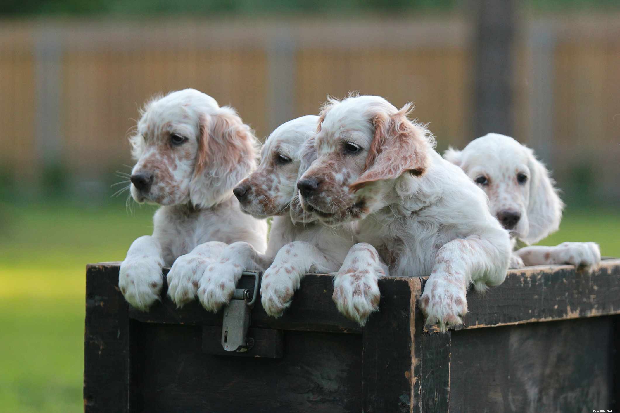 English Setter: Comprehensive Guide to Breed Traits, Care, and Training