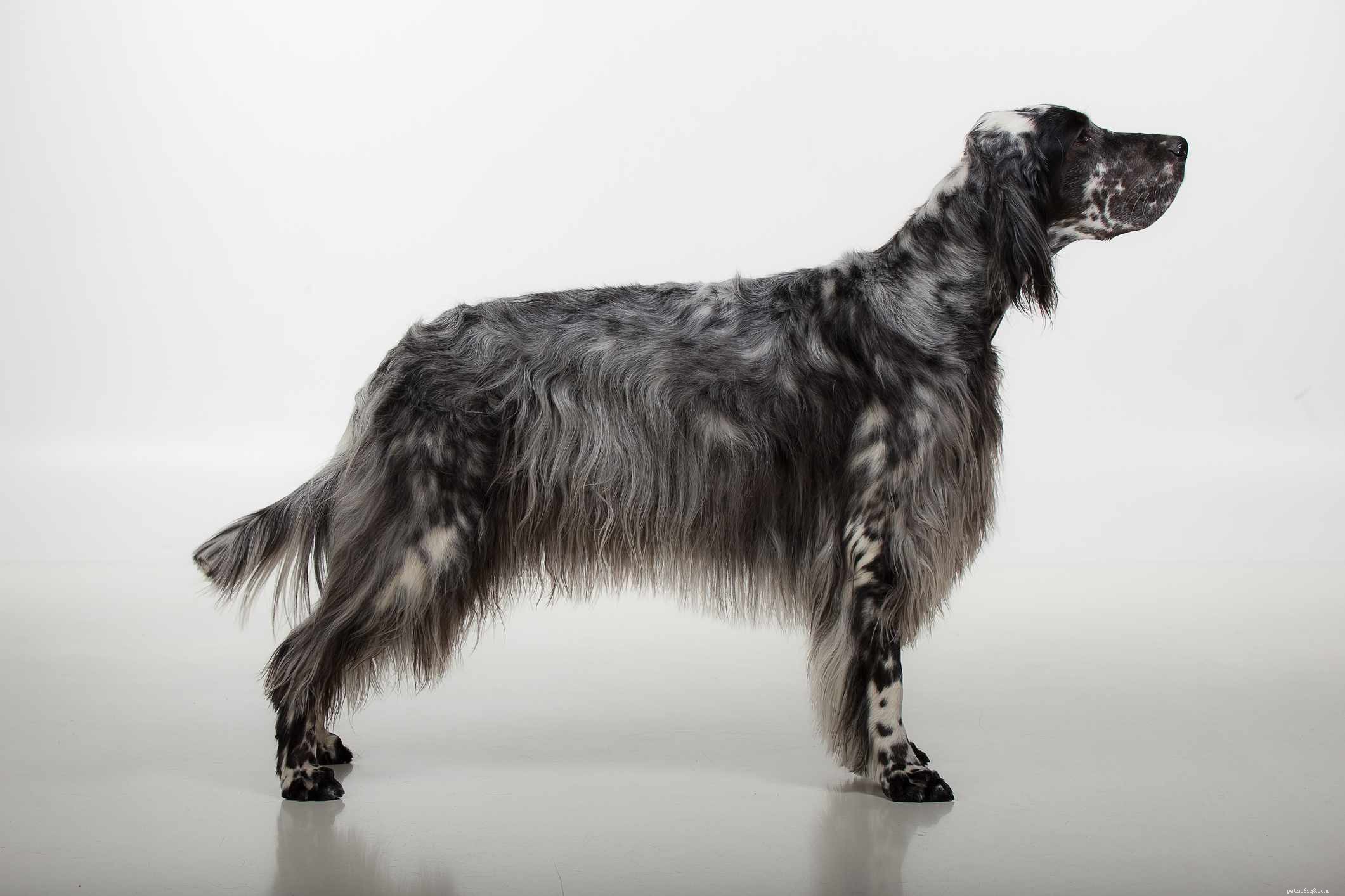English Setter: Comprehensive Guide to Breed Traits, Care, and Training