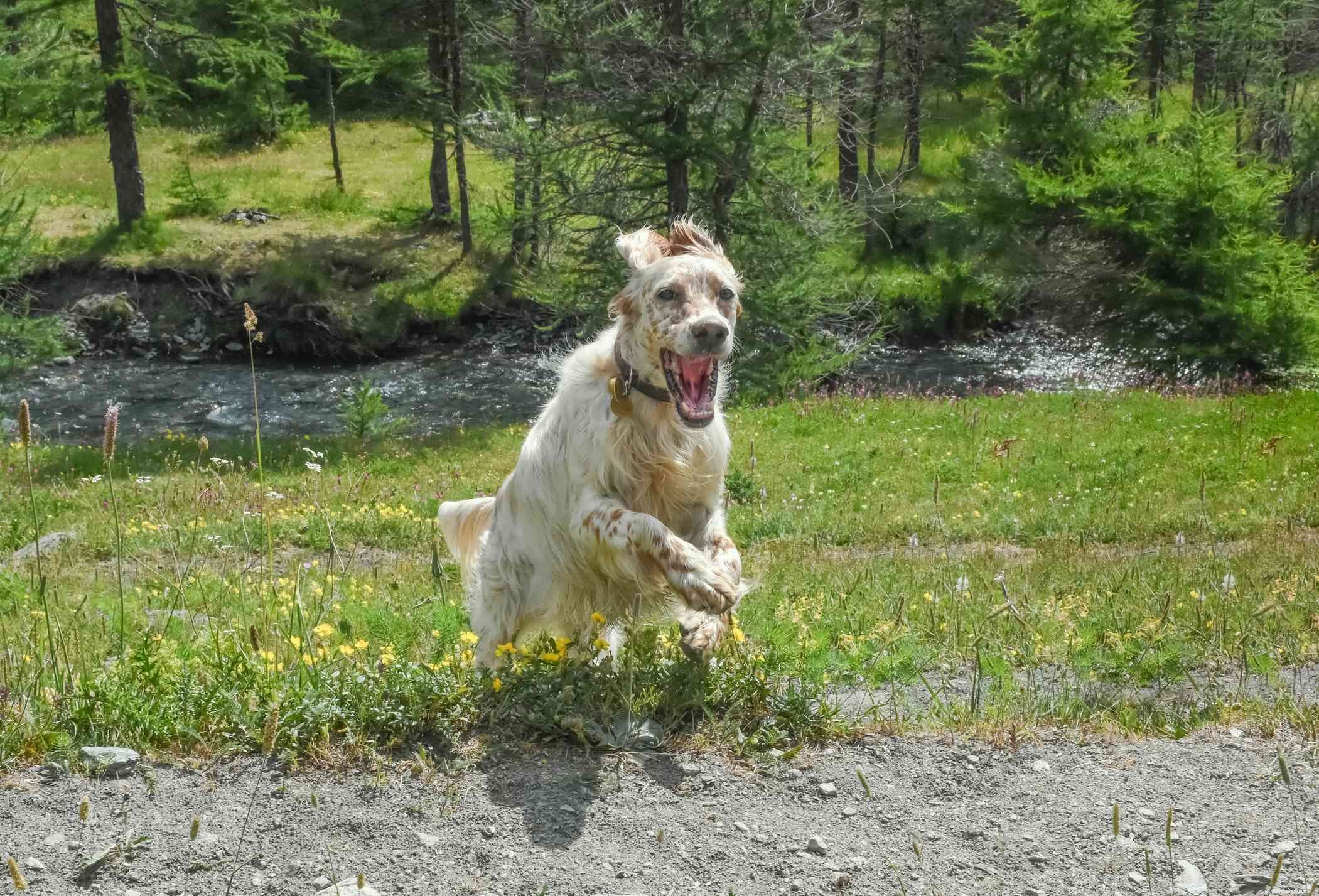 English Setter: Comprehensive Guide to Breed Traits, Care, and Training