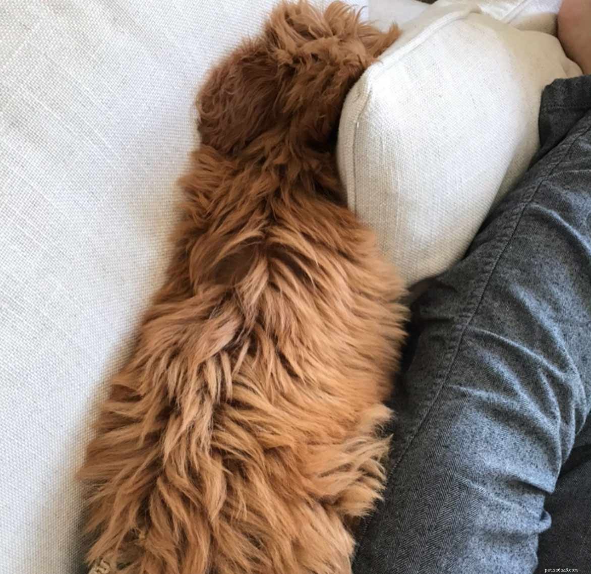 10 Heartfelt Ways Dogs Demonstrate Their Love