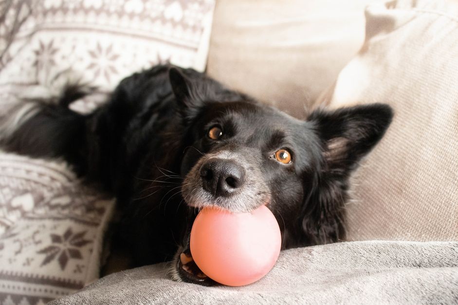10 Heartfelt Ways Dogs Demonstrate Their Love