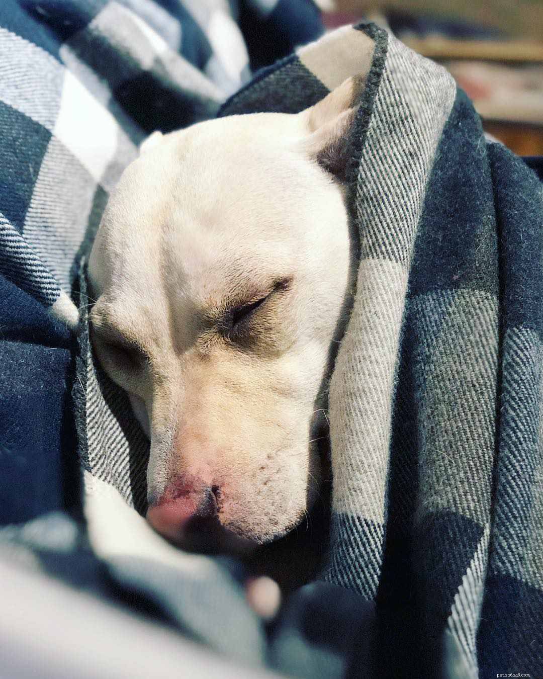 10 Heartfelt Ways Dogs Demonstrate Their Love