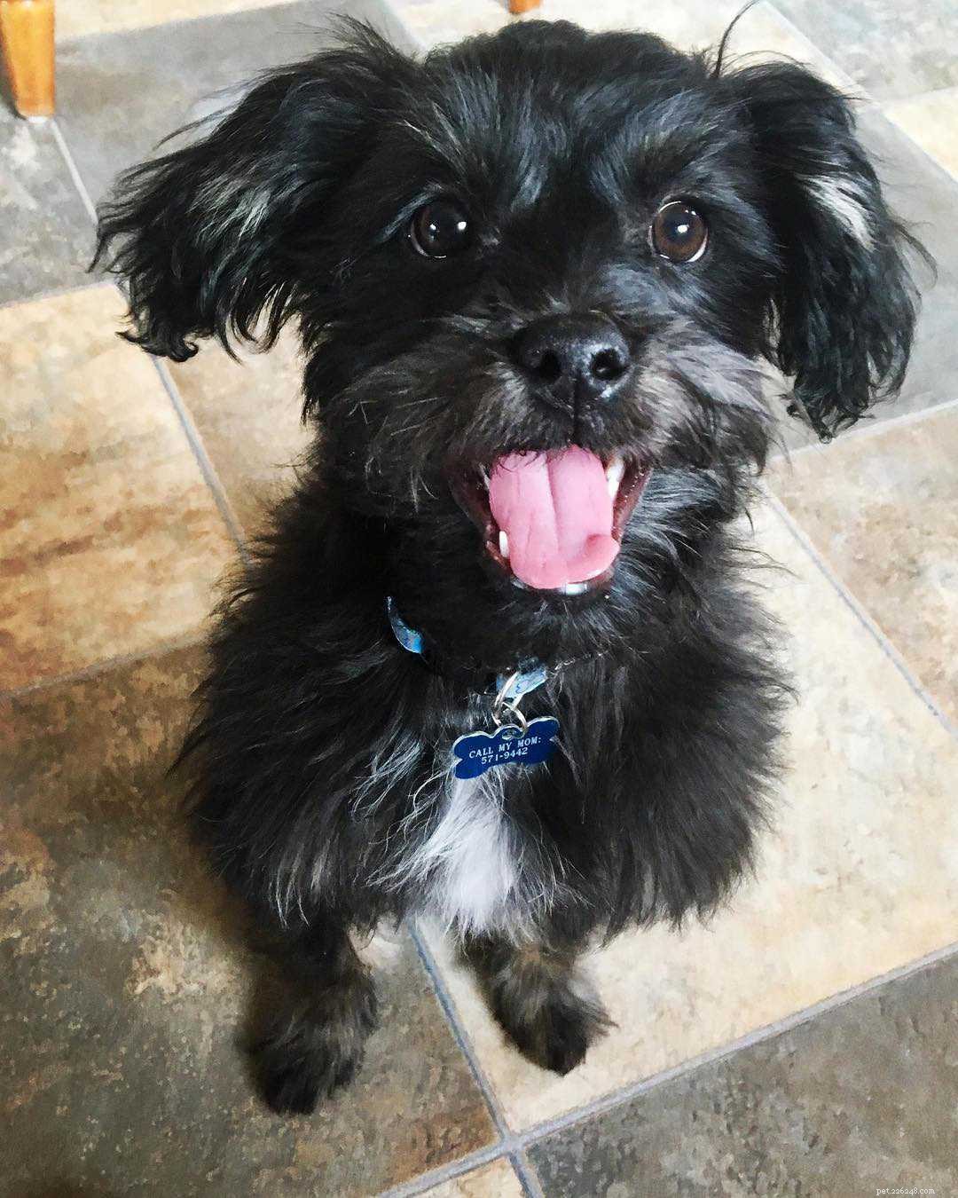 10 Heartfelt Ways Dogs Demonstrate Their Love