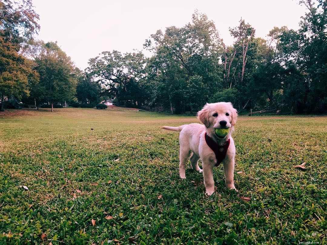 10 Heartfelt Ways Dogs Demonstrate Their Love