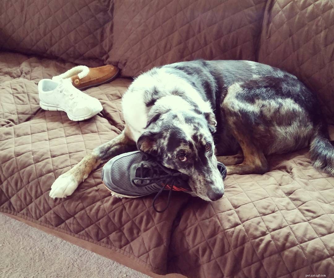 10 Heartfelt Ways Dogs Demonstrate Their Love