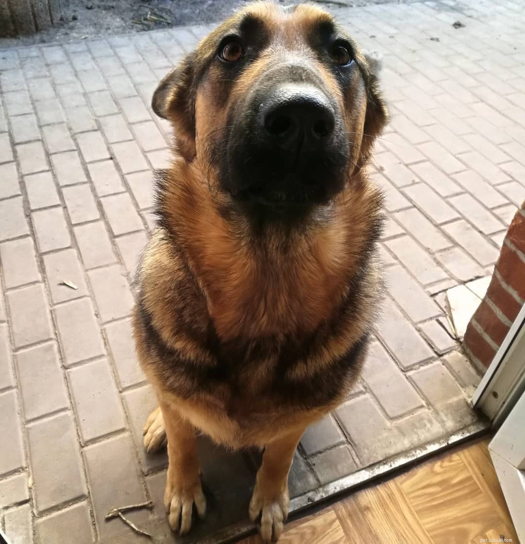10 Heartfelt Ways Dogs Demonstrate Their Love