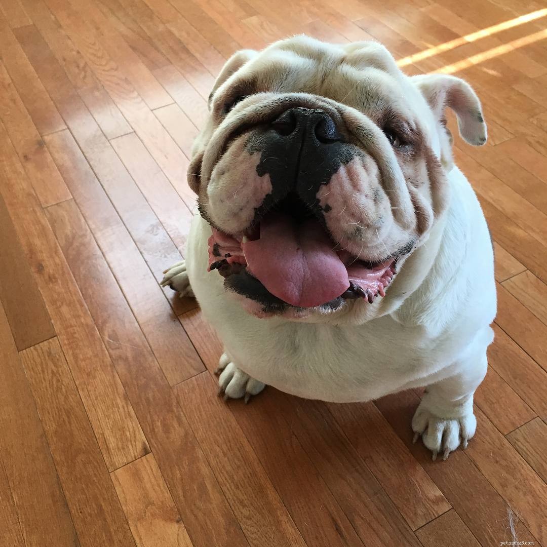 10 Heartfelt Ways Dogs Demonstrate Their Love