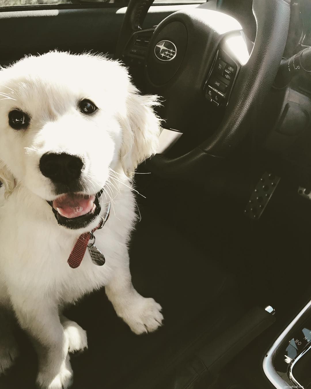 10 Heartfelt Ways Dogs Demonstrate Their Love