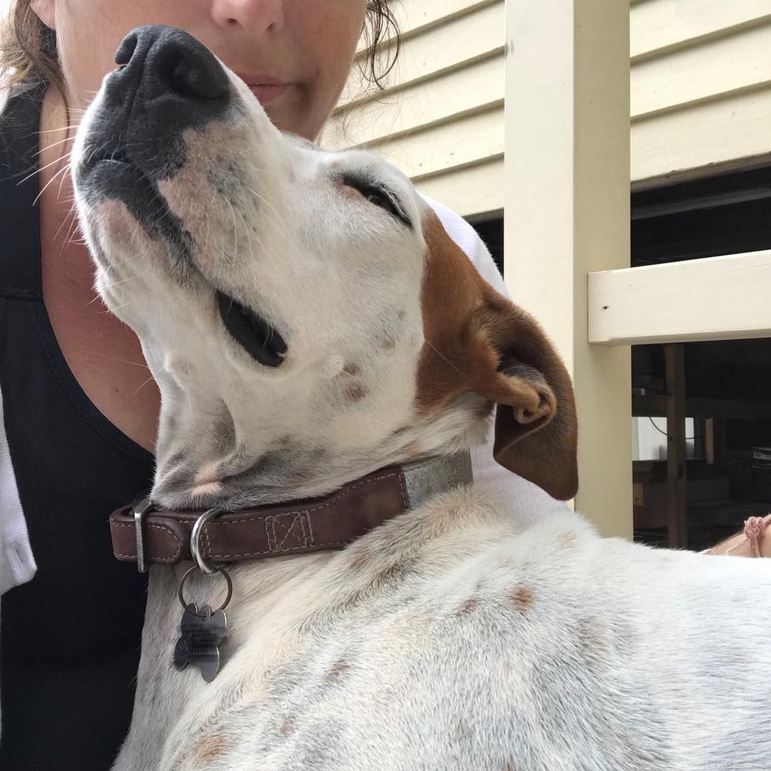 10 Heartfelt Ways Dogs Demonstrate Their Love