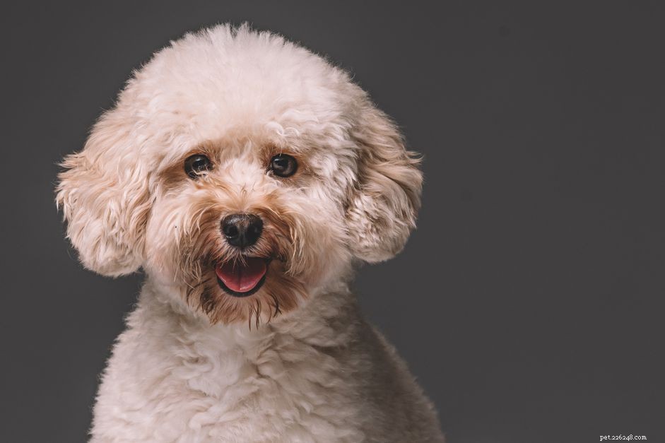 Toy Poodle Breed Guide: Traits, Care, and Training Tips