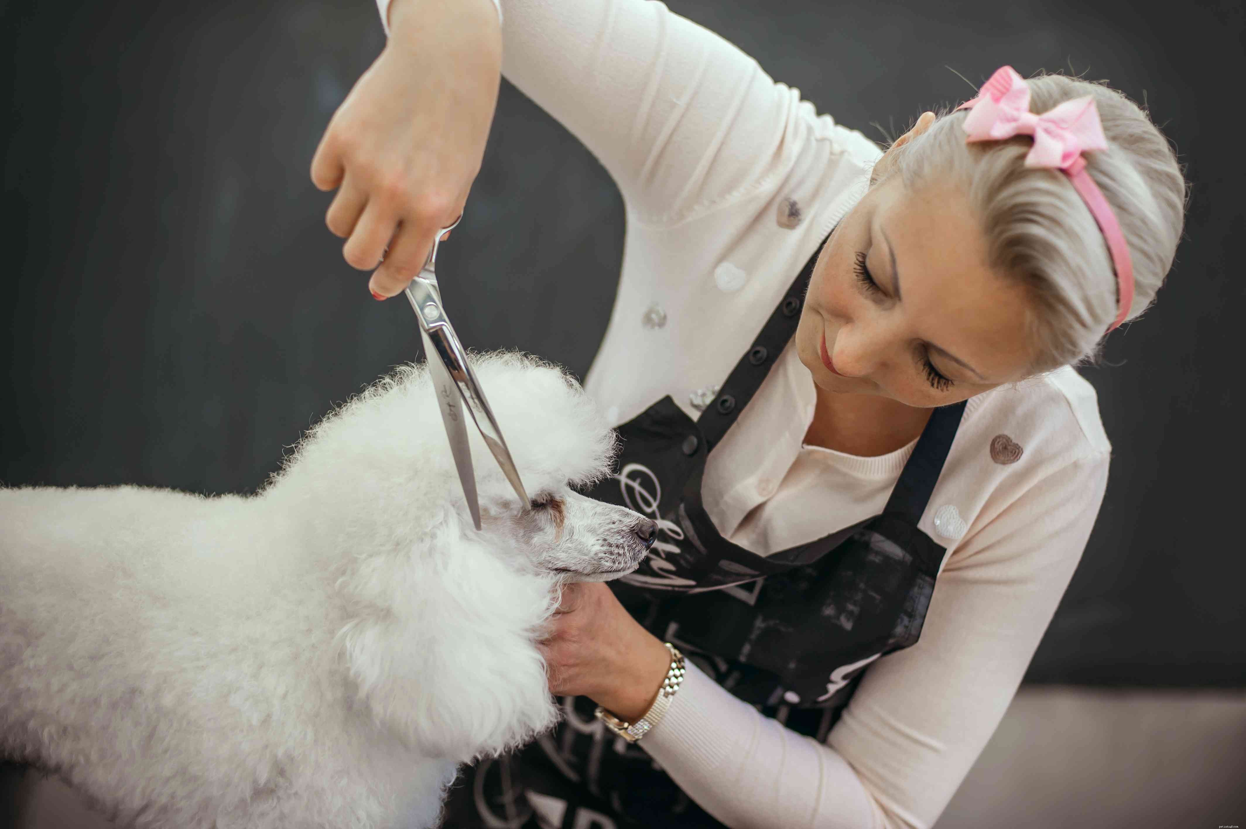 Toy Poodle Breed Guide: Traits, Care, and Training Tips
