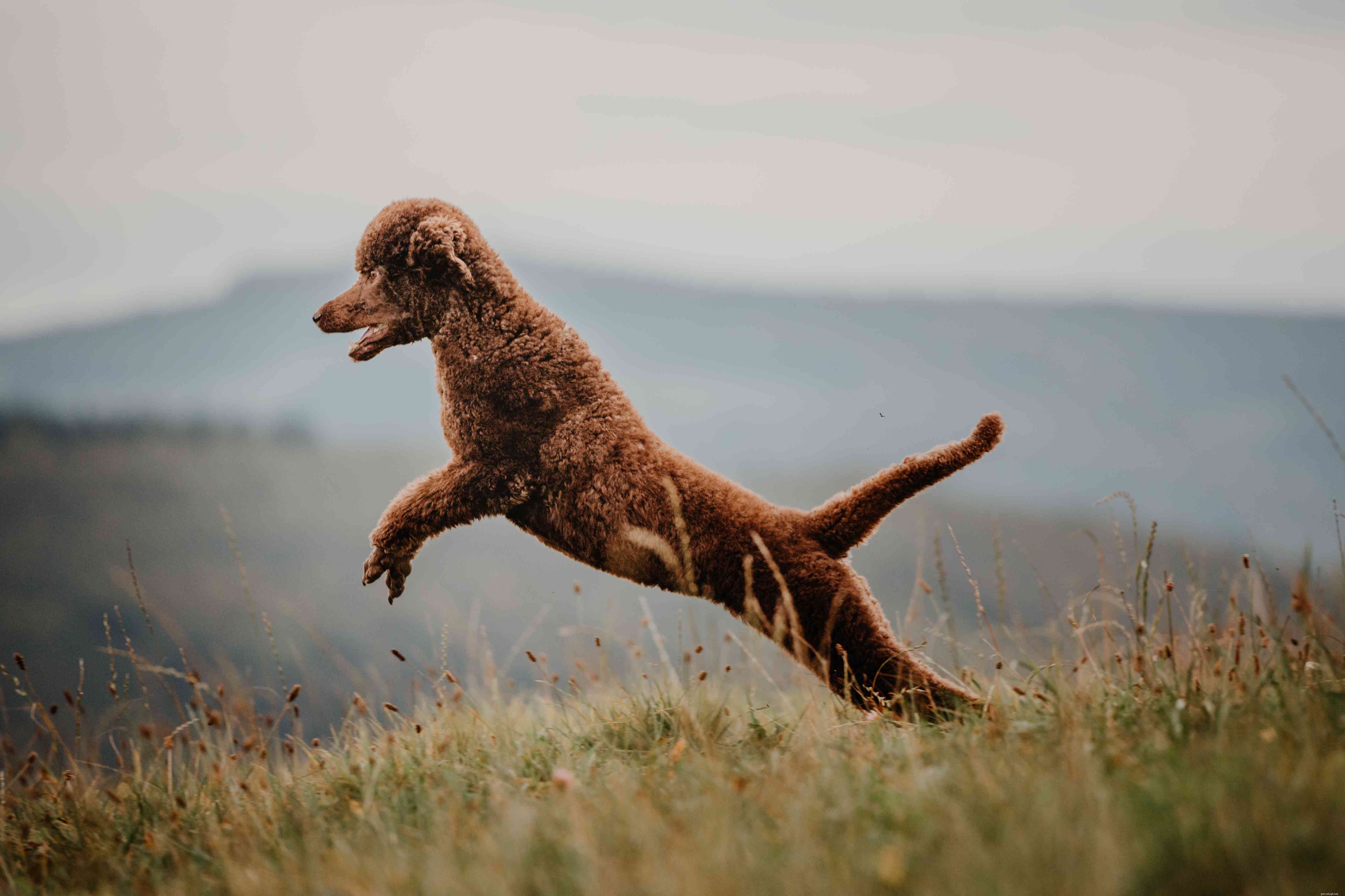 Toy Poodle Breed Guide: Traits, Care, and Training Tips