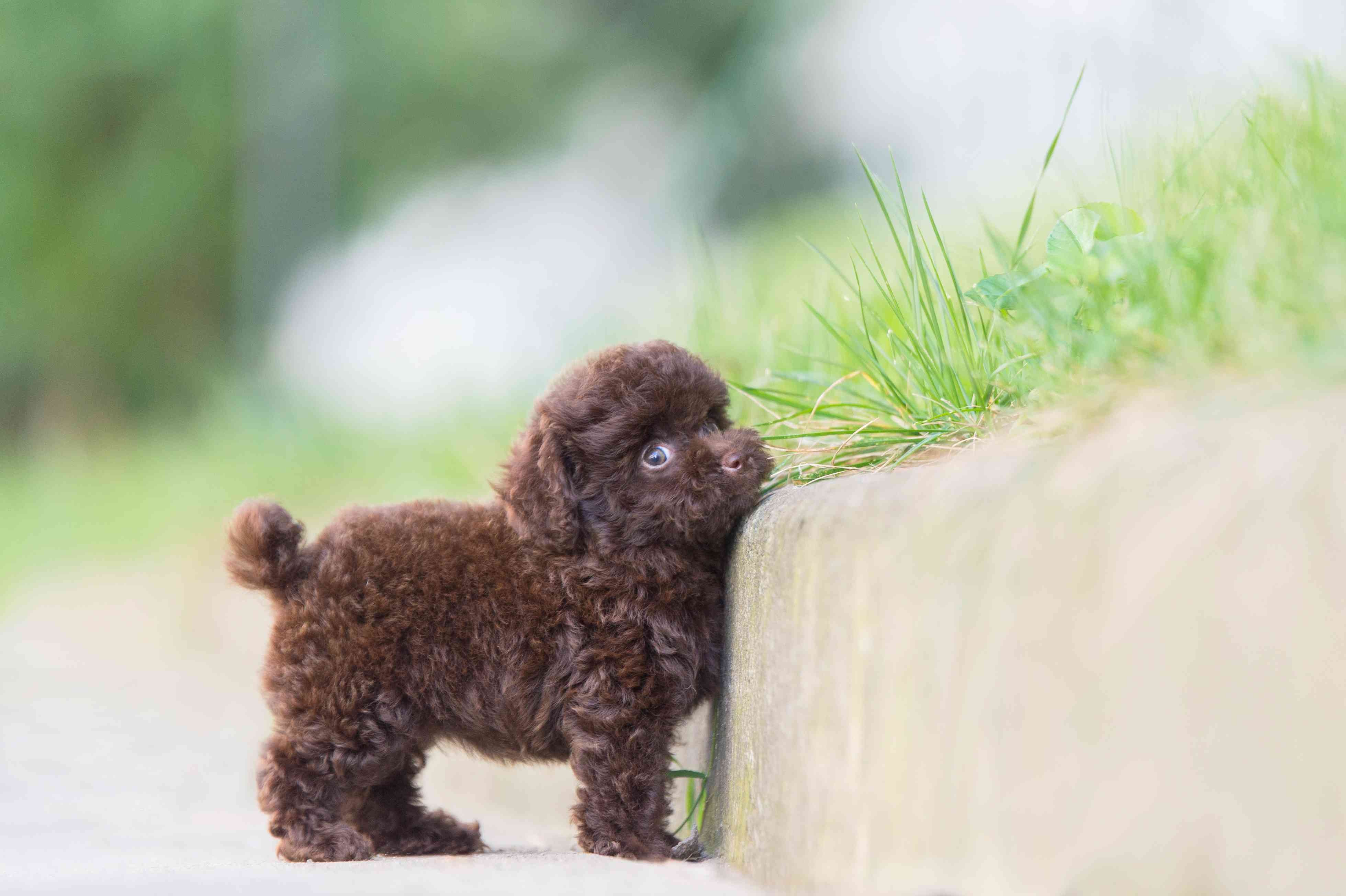 Toy Poodle Breed Guide: Traits, Care, and Training Tips