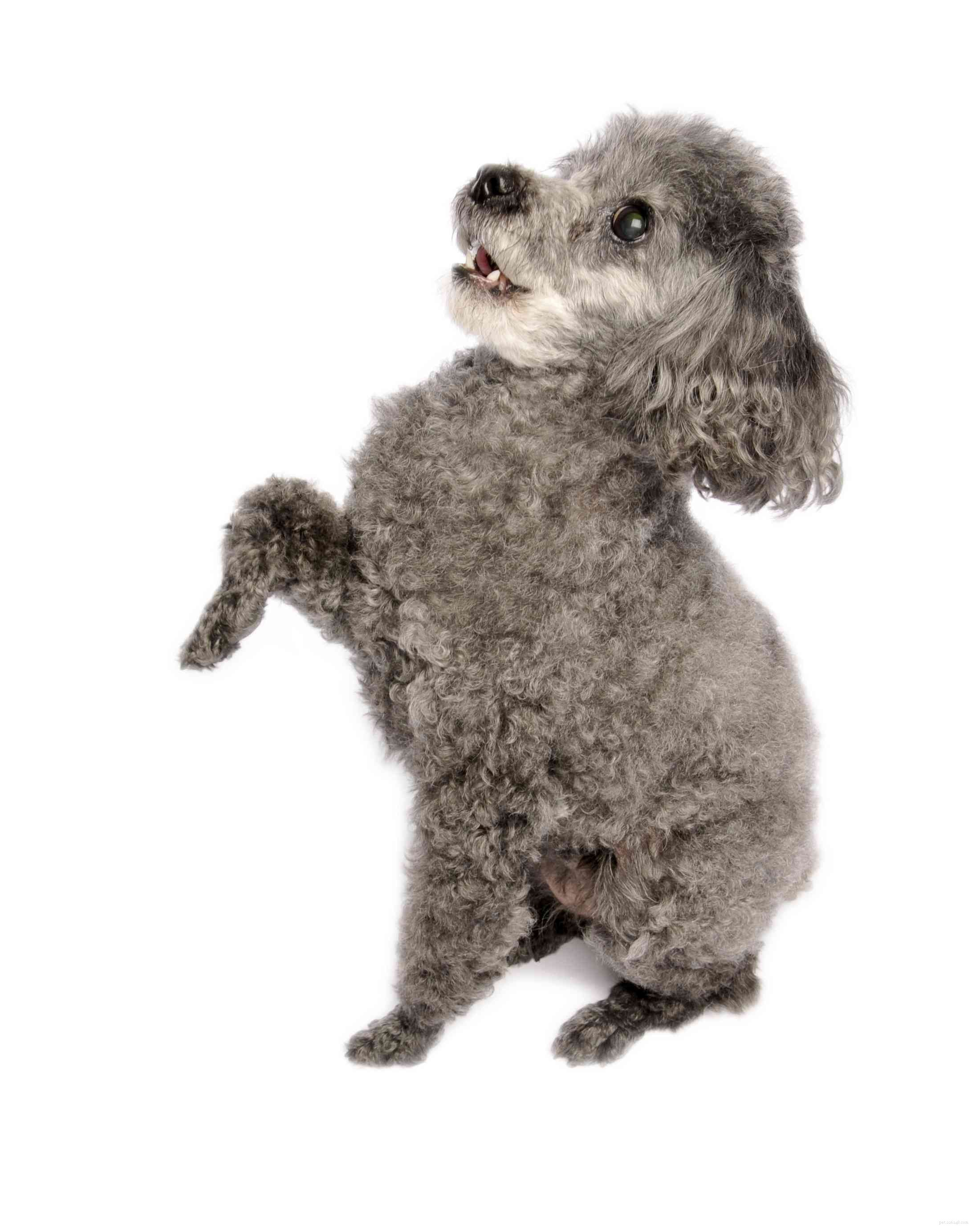 Toy Poodle Breed Guide: Traits, Care, and Training Tips