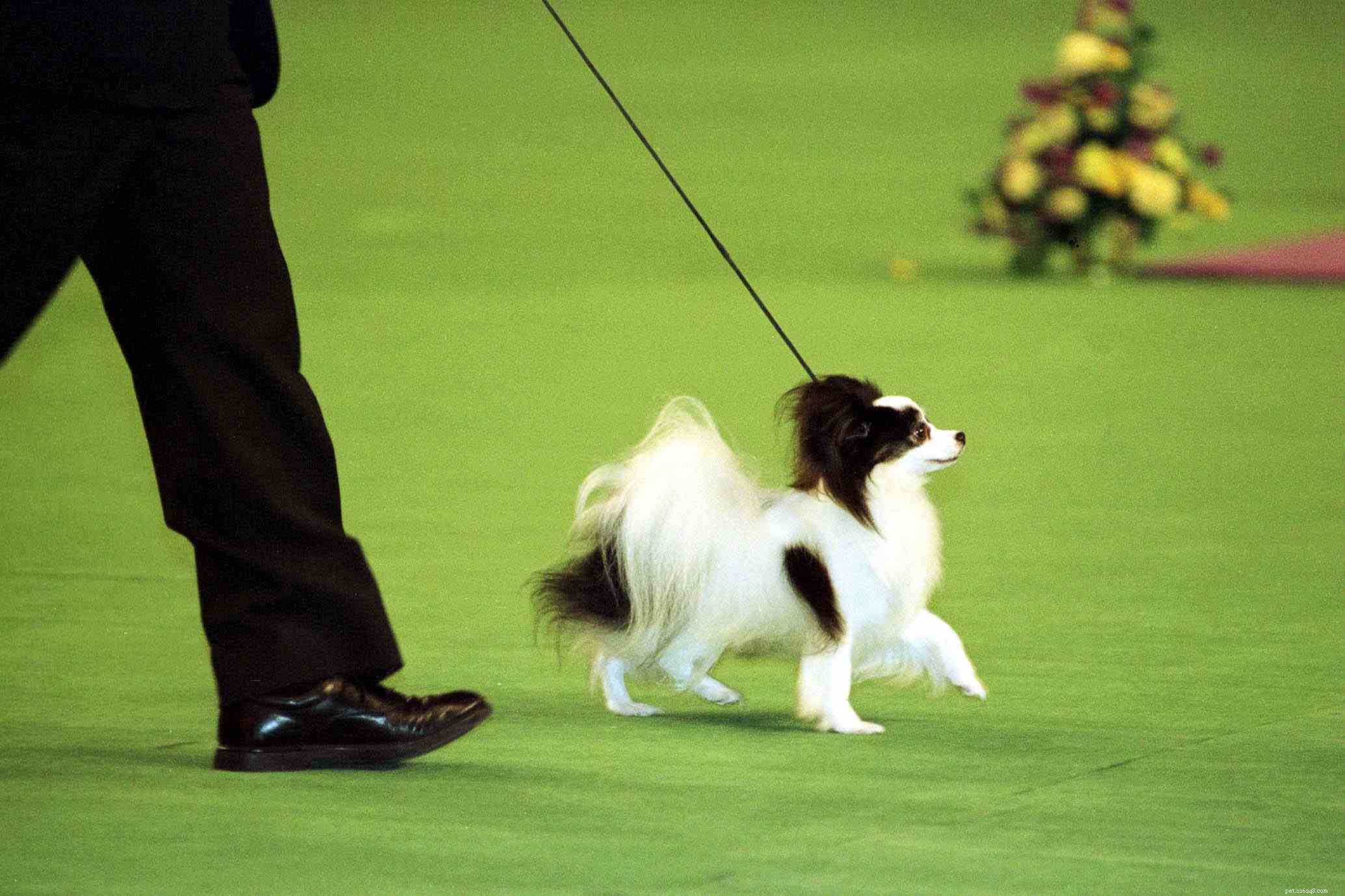 Papillon Dog: Traits, Care, and Training Guide