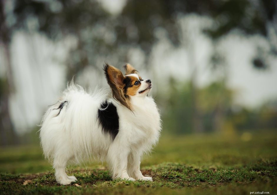 Papillon Dog: Traits, Care, and Training Guide