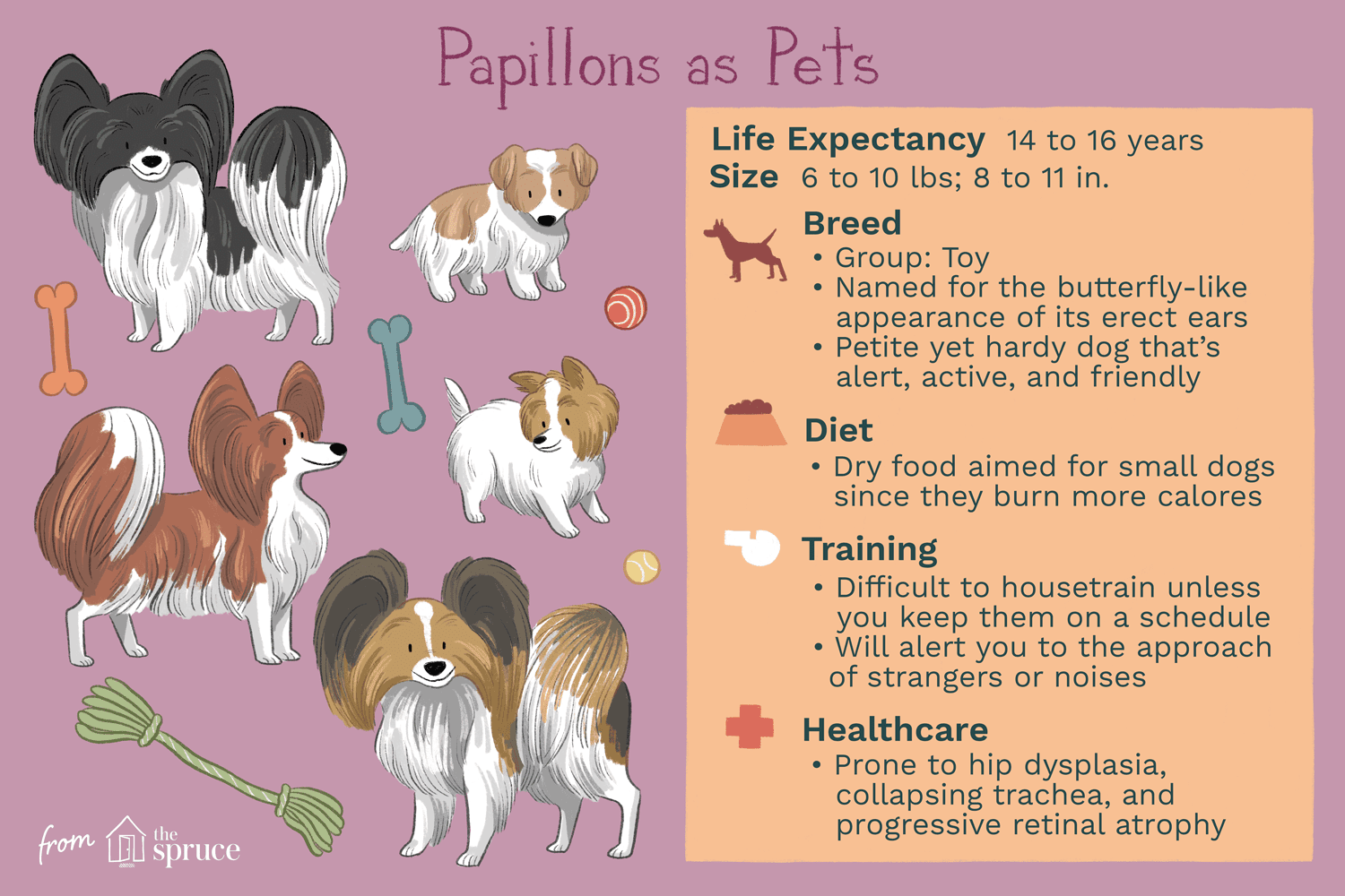 Papillon Dog: Traits, Care, and Training Guide