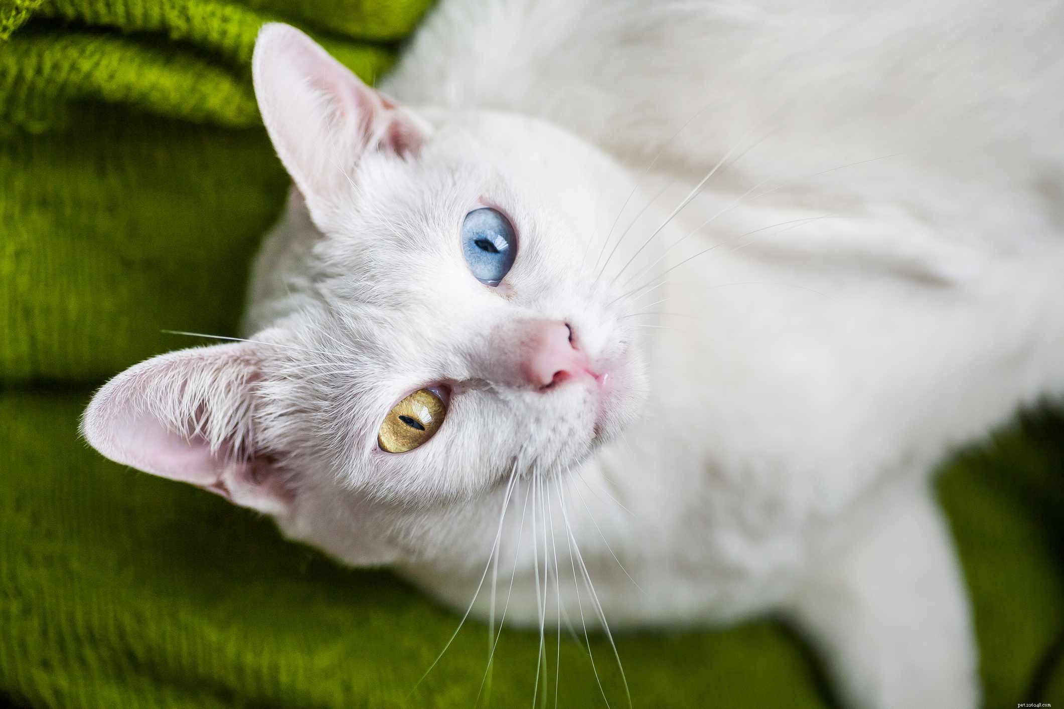 Khao Manee (Diamond Eye) Cat: Breed Traits, Care, and Health Guide