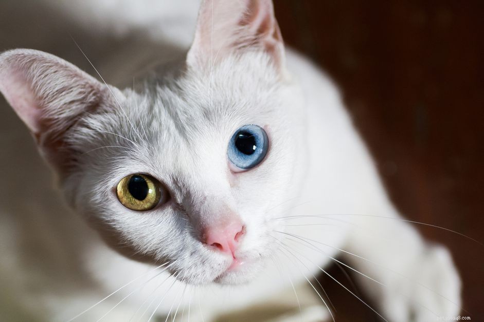 Khao Manee (Diamond Eye) Cat: Breed Traits, Care, and Health Guide