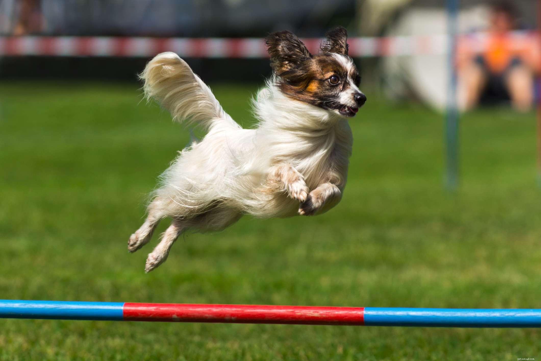 Papillon Dog: Traits, Care, and Training Guide