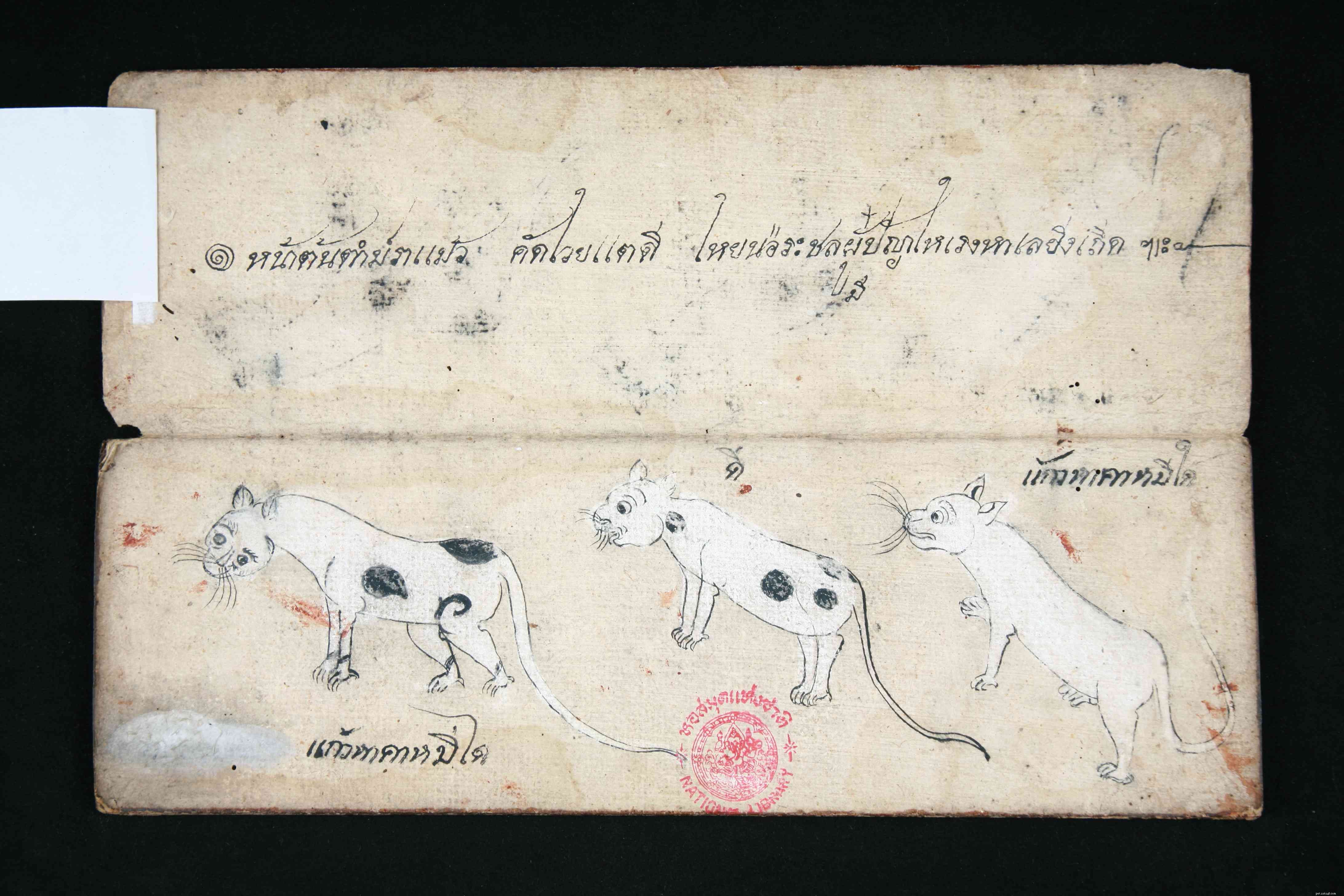 Khao Manee (Diamond Eye) Cat: Breed Traits, Care, and Health Guide