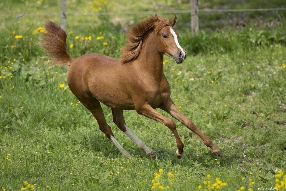 Training and Caring for a Yearling Horse: A Complete Guide