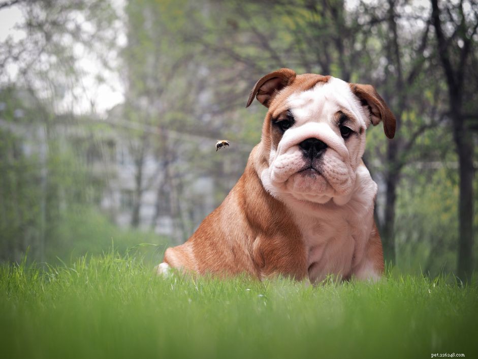 Effective Management of Allergic Reactions in Dogs: Diagnosis, Treatment, and Prevention