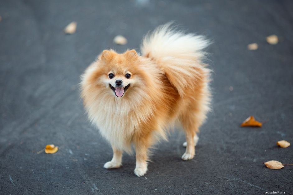German Spitz: Traits, Care, and Health Guide