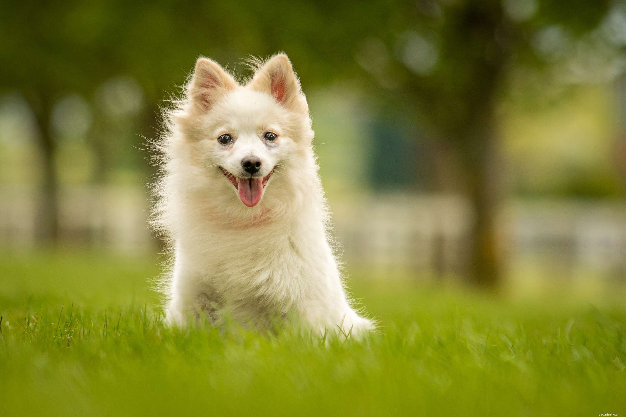 German Spitz: Traits, Care, and Health Guide