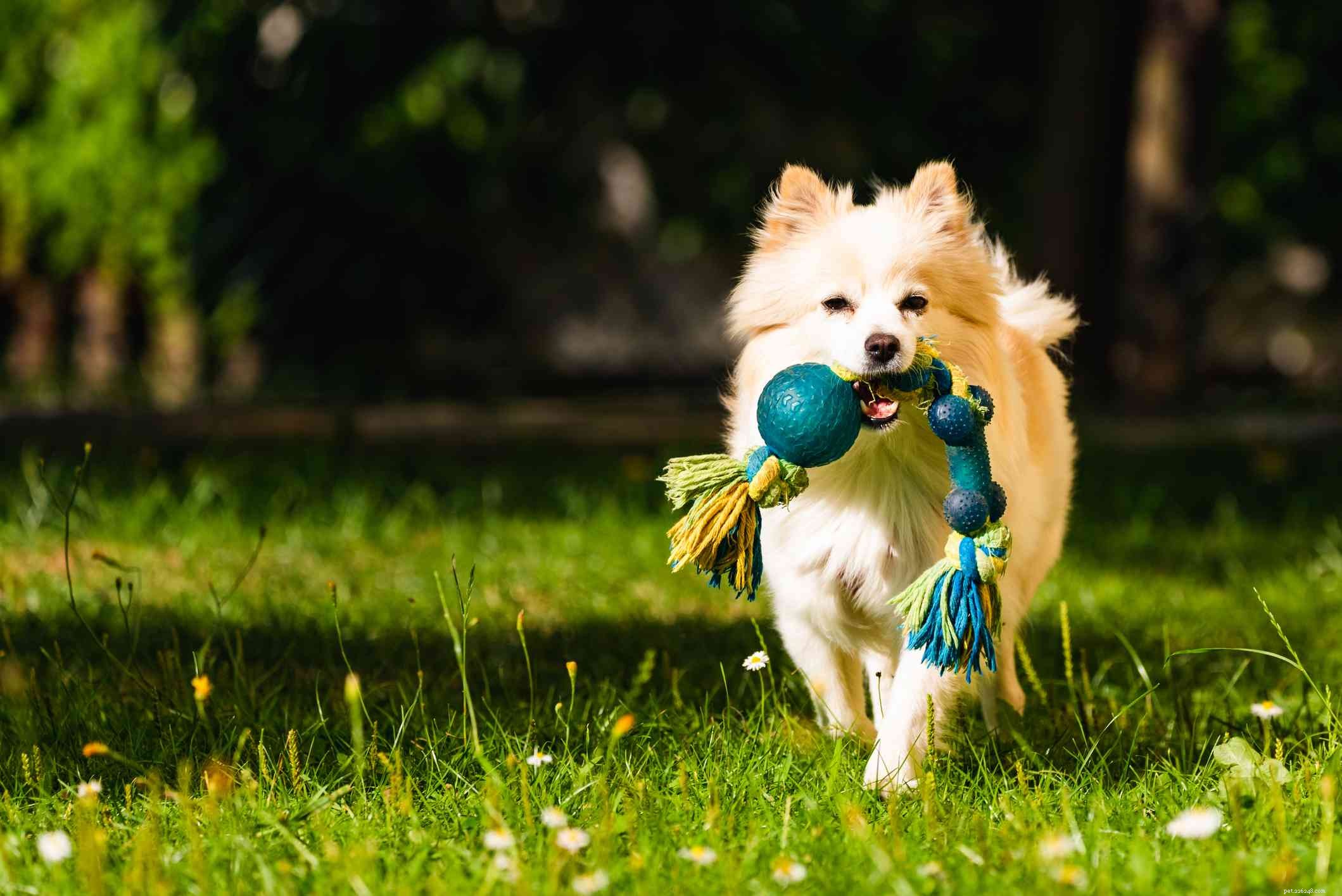 German Spitz: Traits, Care, and Health Guide