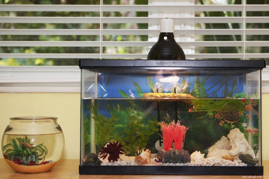 Understanding Aquarium Drip Loops: Safety & Installation Guide