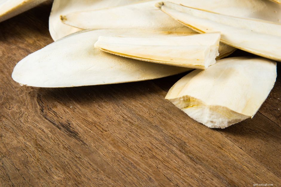 Cuttlebone: Essential Grooming Tool & Calcium Source for Pet Birds