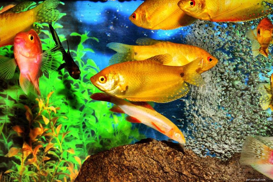 Revitalize Your Aquarium: Expert Guide to Cleaning and Rejuvenating Old Air Stones