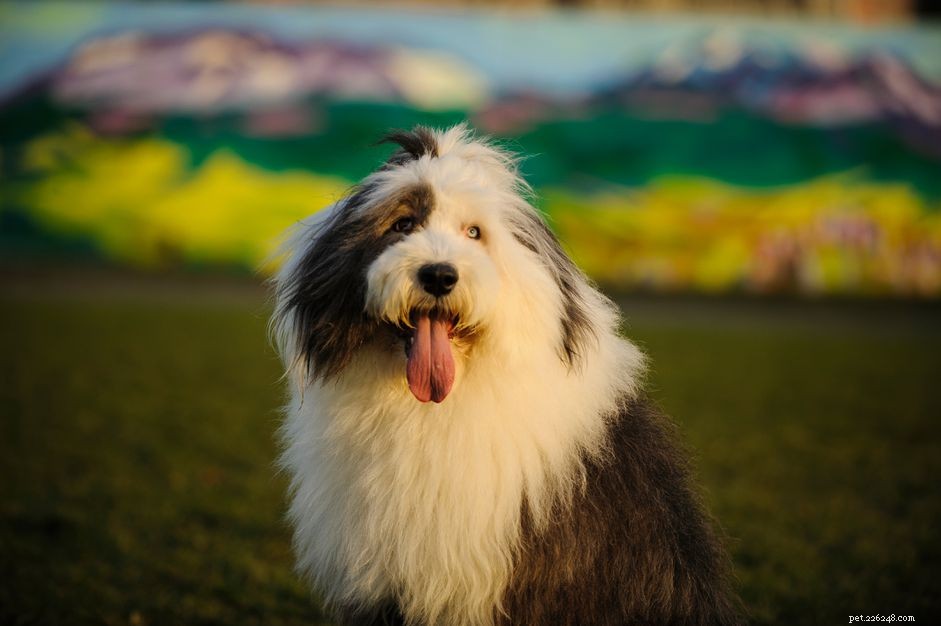 Old English Sheepdog: Essential Traits, Training & Care Guide