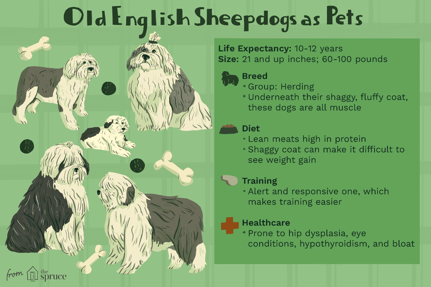 Old English Sheepdog: Essential Traits, Training & Care Guide