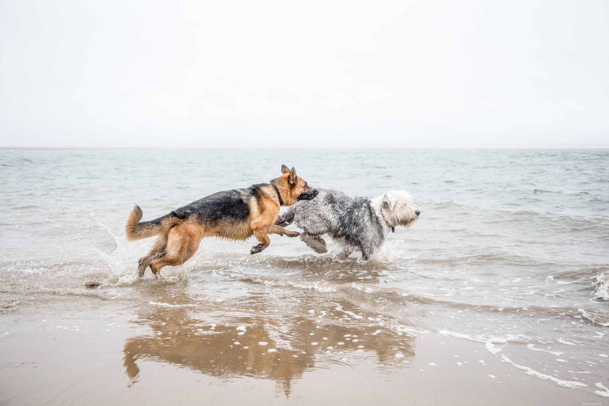 Old English Sheepdog: Essential Traits, Training & Care Guide