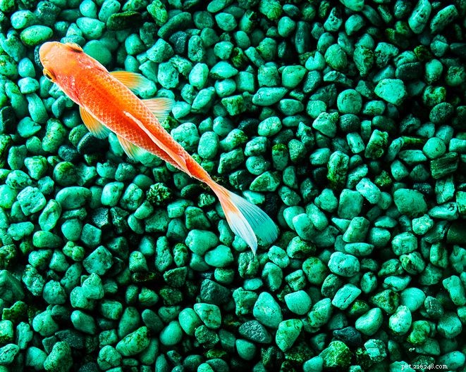 The Essential Role of Aquarium Gravel and Substrate in a Healthy Fish Tank