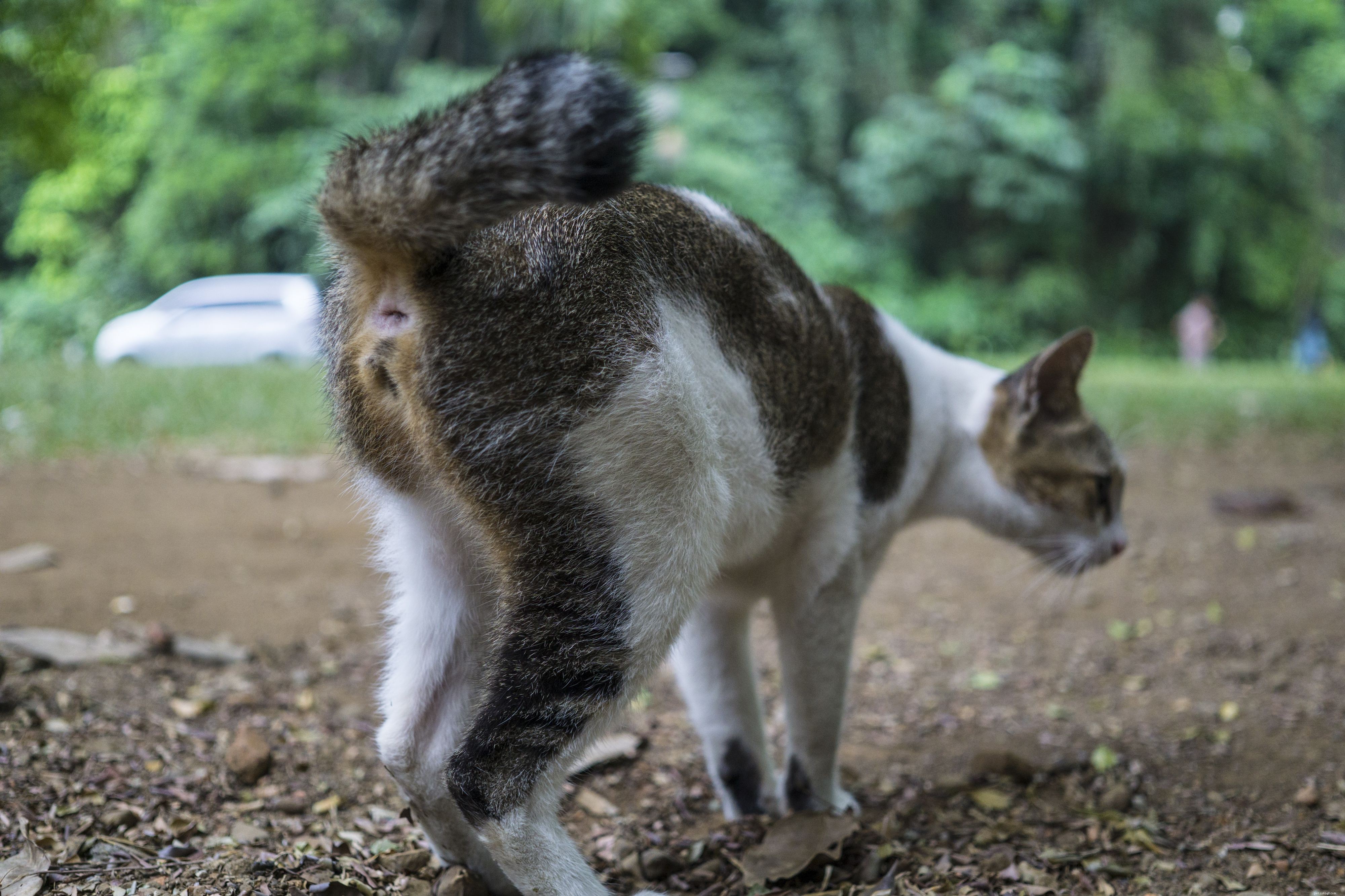 How to Identify Your Cat’s Gender Quickly and Accurately