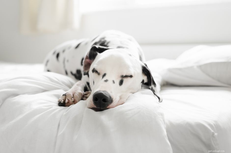 Is Your Dog Lethargic? Immediate Steps to Diagnose and Help