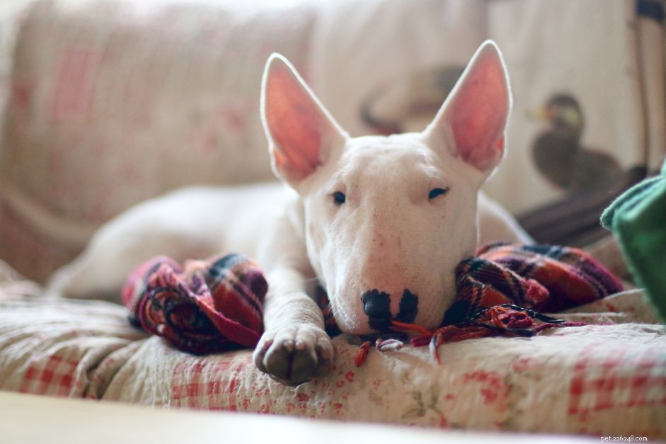 Miniature Bull Terrier (MBT): Characteristics, Care & Training Guide
