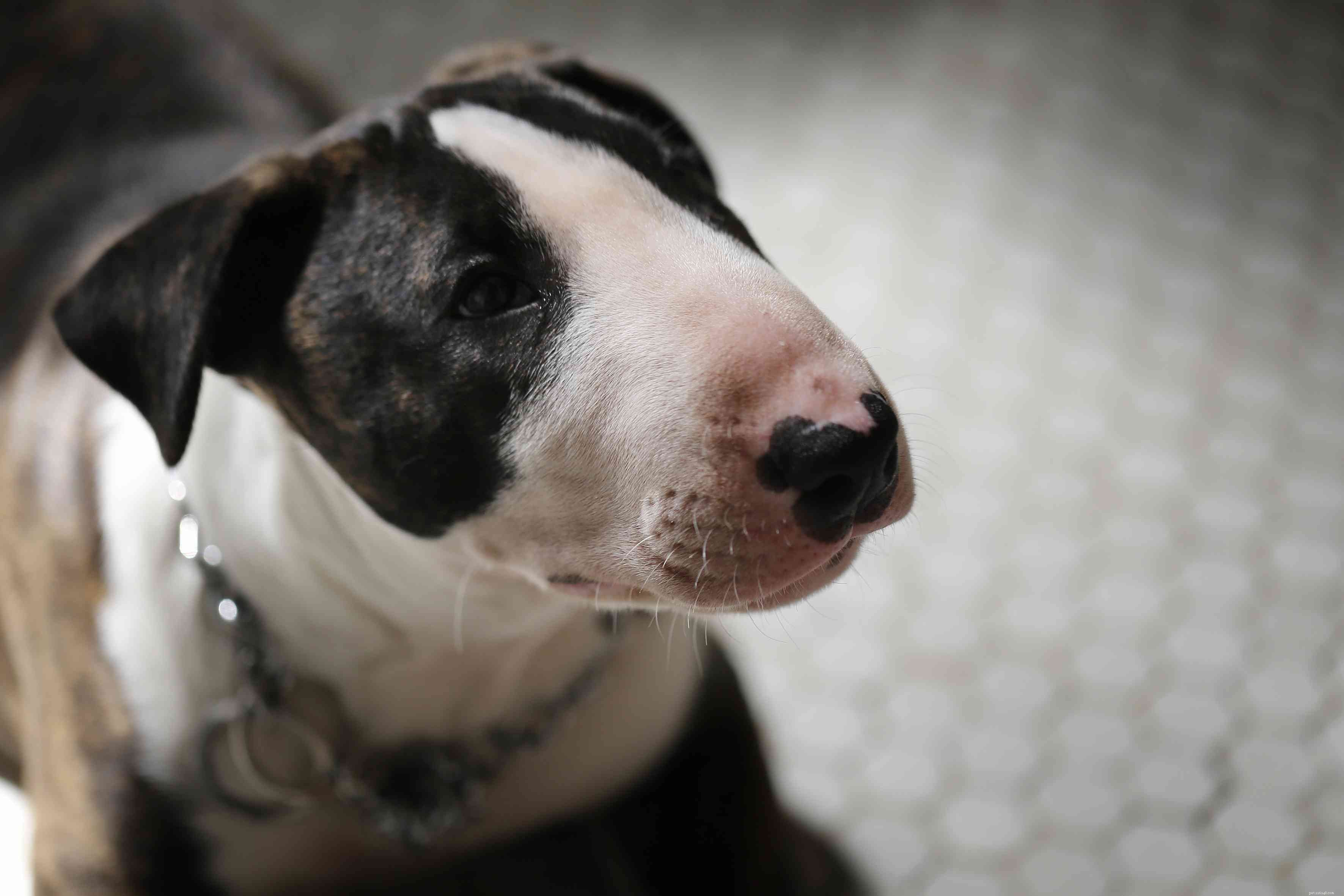 Miniature Bull Terrier (MBT): Characteristics, Care & Training Guide