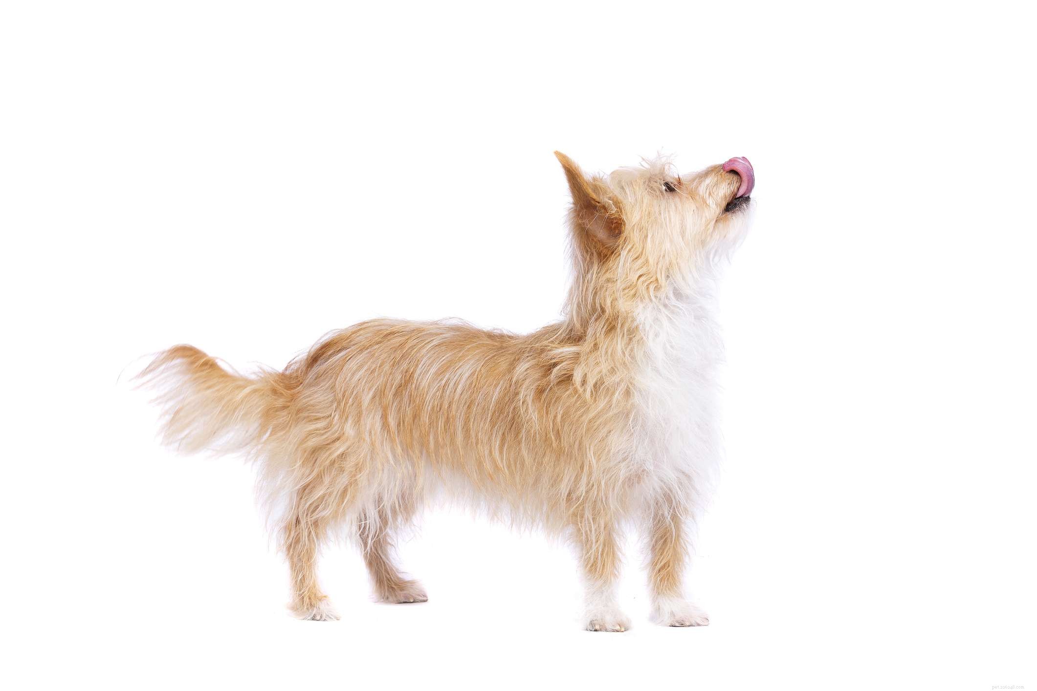 Portuguese Podengo Pequeno: Comprehensive Guide to Traits, Care & Adoption