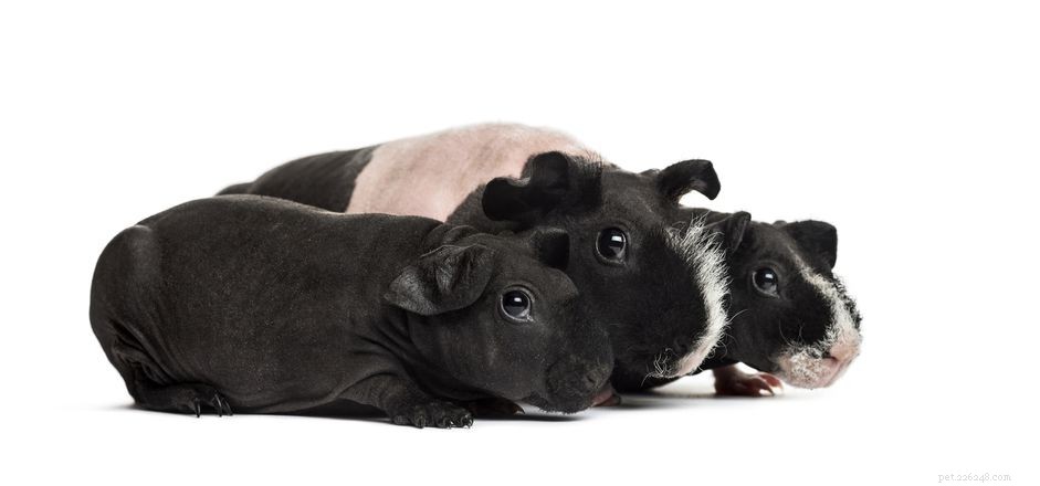 Understanding Hairless Guinea Pigs: Types, Care, and Controversies