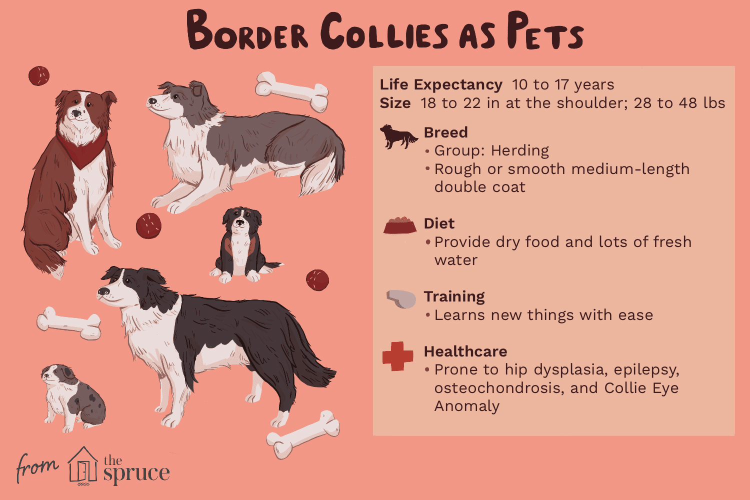 Border Collie: Characteristics, Care, Training & Health Guide