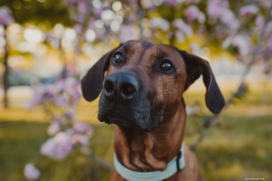 Understanding Hypothyroidism in Dogs: Signs, Diagnosis, and Treatment