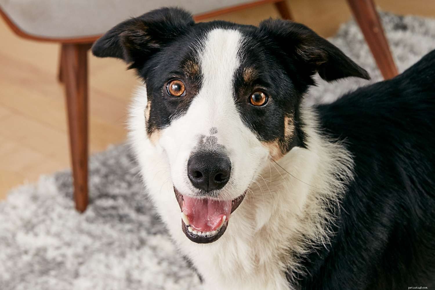 Border Collie: Characteristics, Care, Training & Health Guide